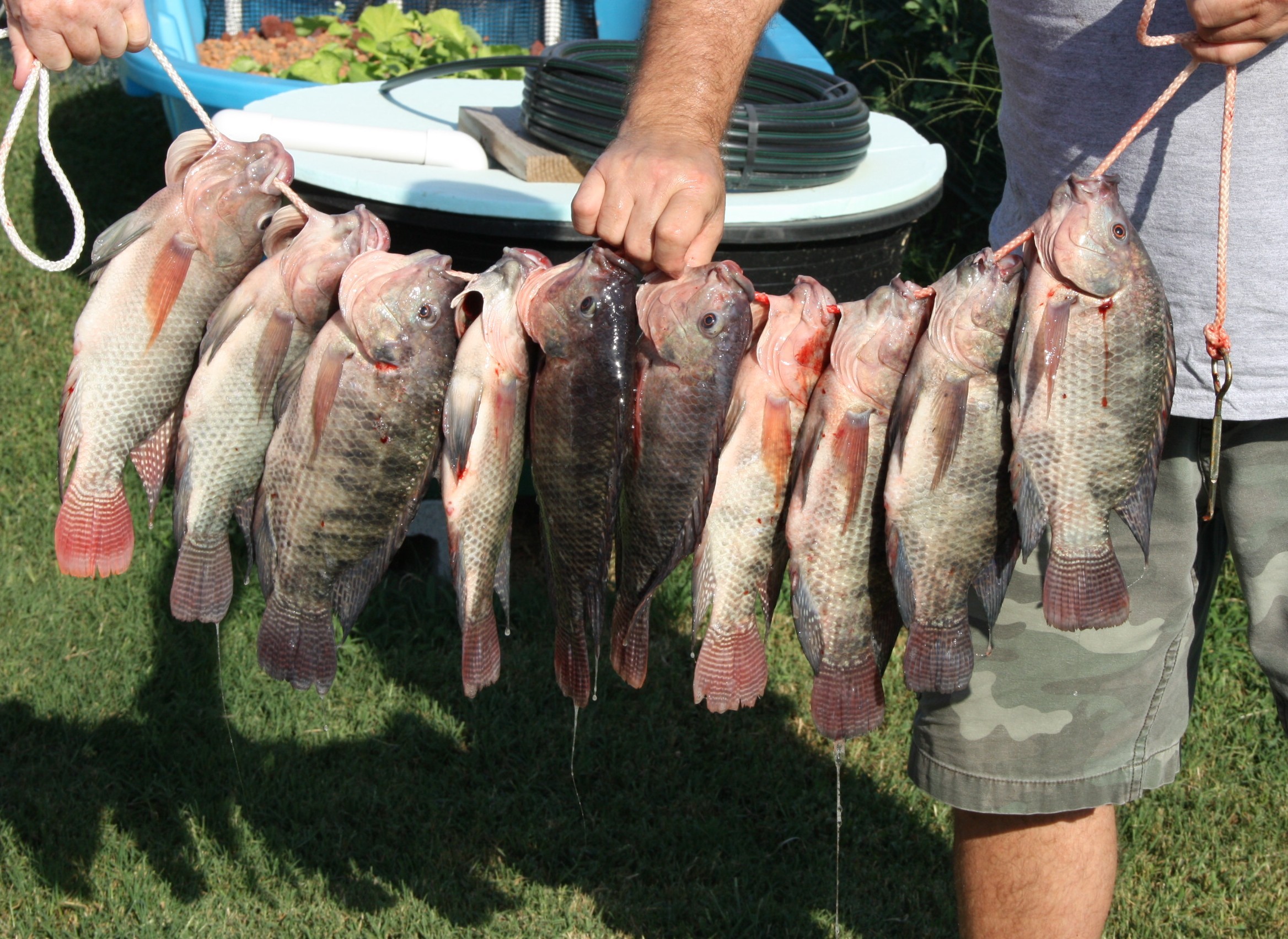 Image of Tilapia